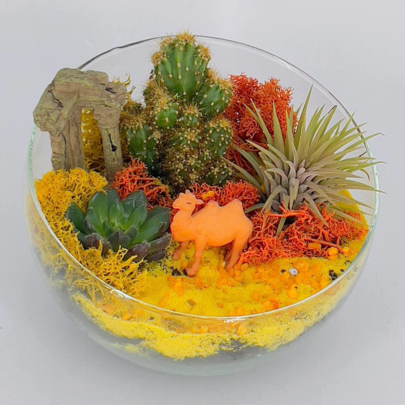 Интерьерный флорариум экосистема с растениями "Пустыня", стандартный