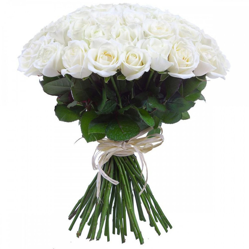 Bouquet of 51 white roses 40 cm, standart