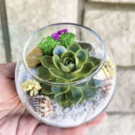 Round mini aquarium with succulents