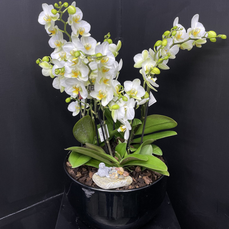 Phalaenopsis in a ceramic pot, standart
