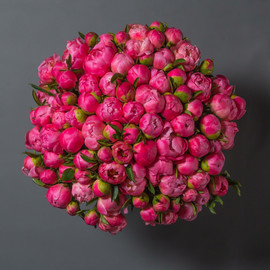 Bouquet of 101 coral peonies