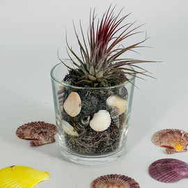 Mini glass florarium with tillandsia