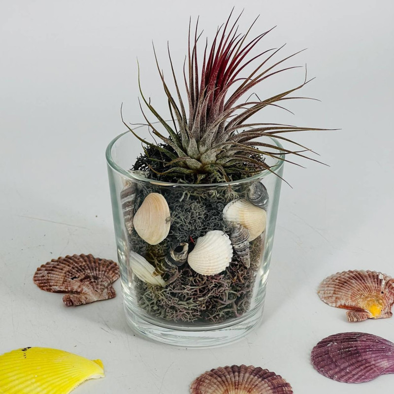 Mini glass florarium with tillandsia, standart