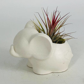 Elephant plant pot with atmospheric Tillandsia plant