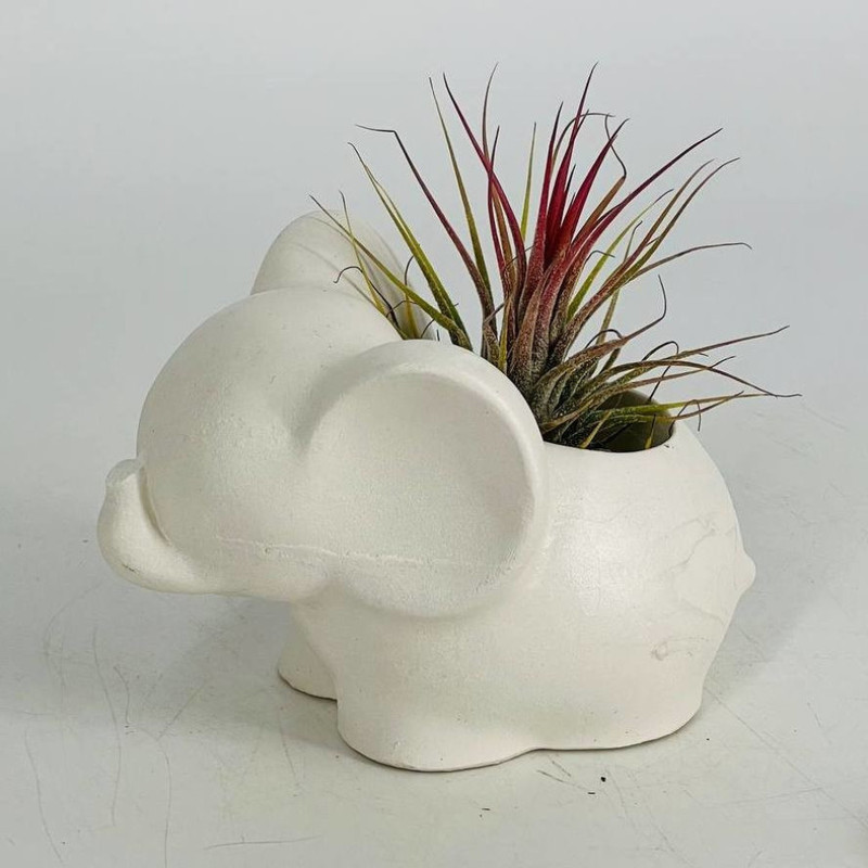 Elephant plant pot with atmospheric Tillandsia plant, standart