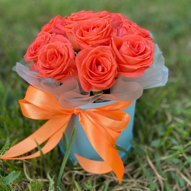 orange roses, standart