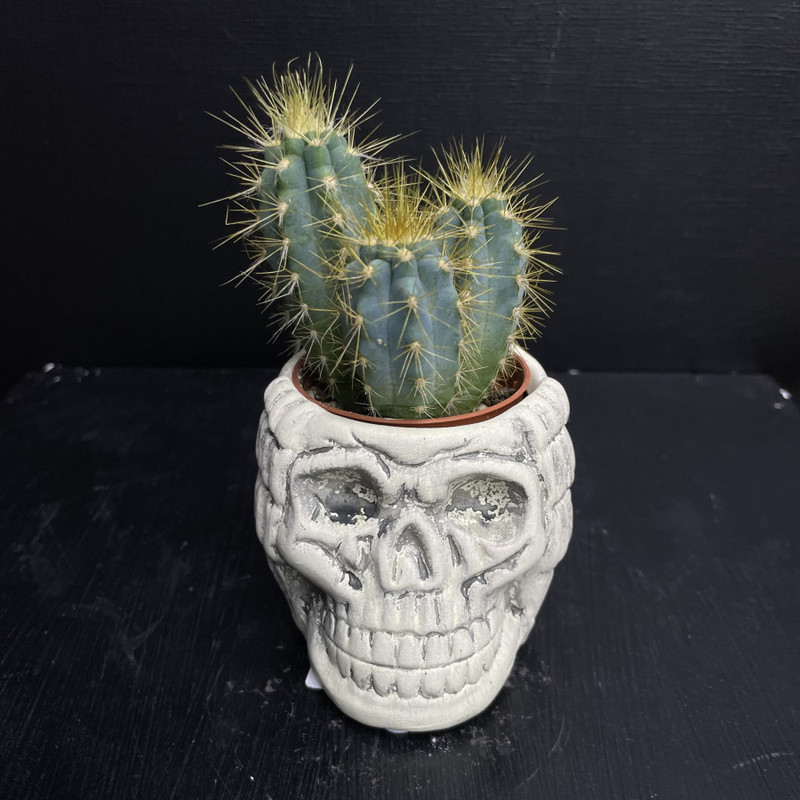 Houseplant cactus in a flowerpot, standart