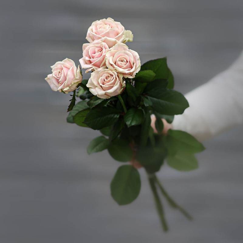 Букет из кремово-розовых роз (Россия) с лентой 60 см, мини