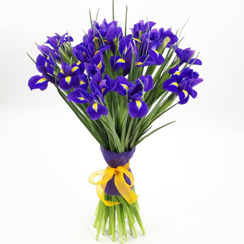 19 blue irises, standart