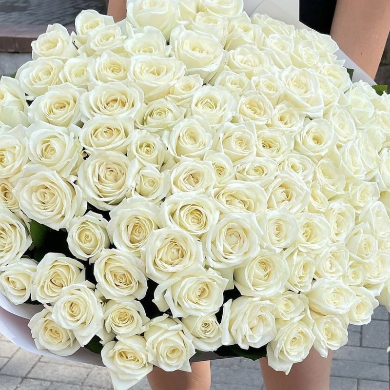 101 white rose, standart