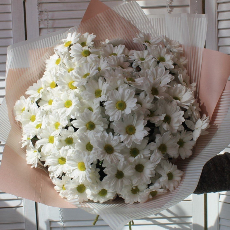 Bouquet of chamomile chrysanthemums, standart