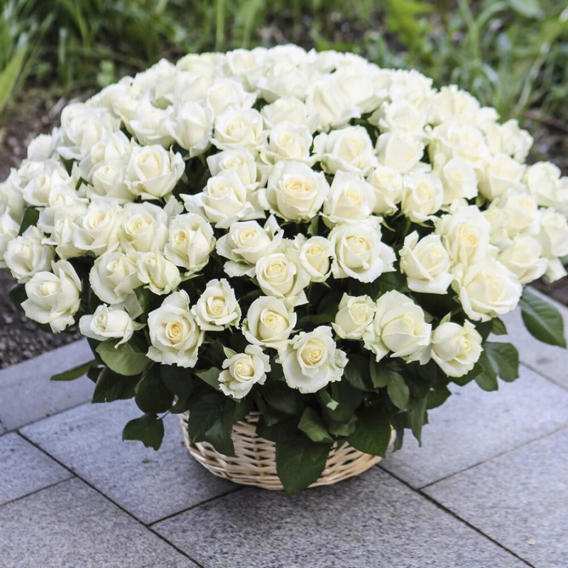 101 white roses in a basket, standart