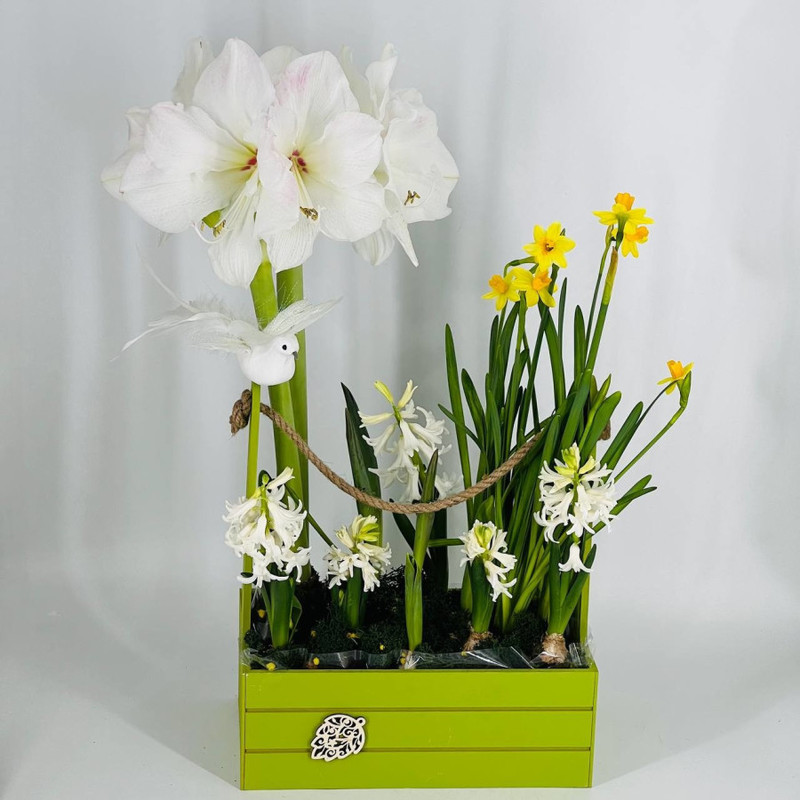 Composition of primroses in a wooden flowerpot, standart