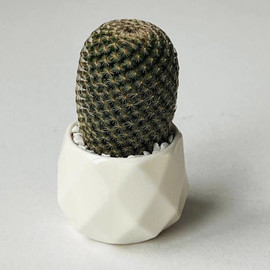 Cactus in a white pot