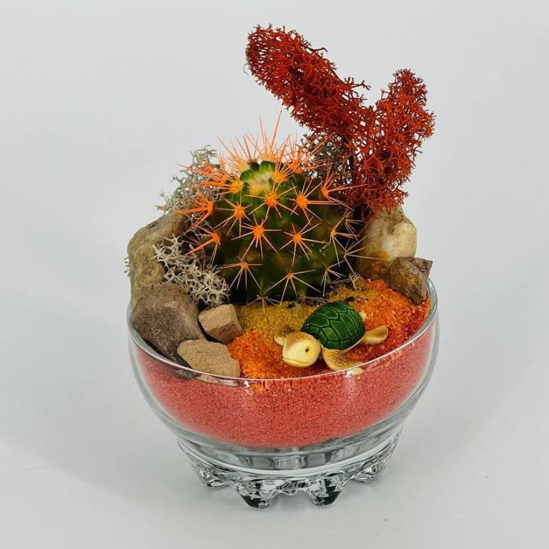 Mini florarium with cactus, standart