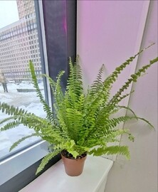 Nefrolepis Komnatnoe rastenie