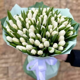 101 белый тюльпан  Белые тюльпаны