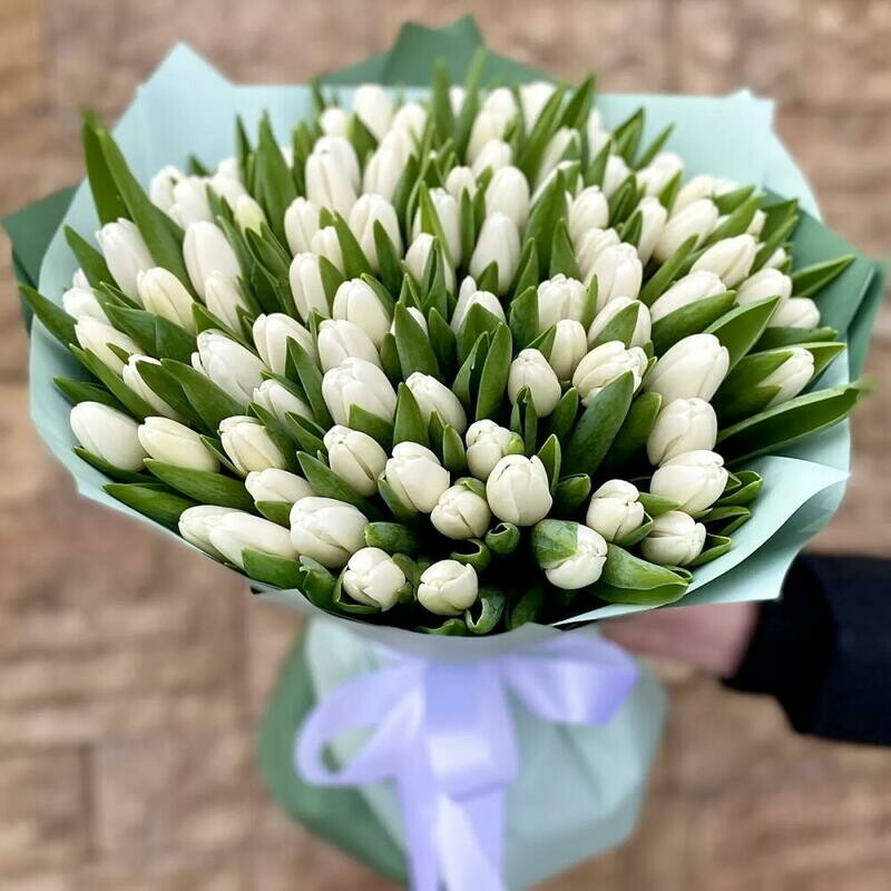 101 белый тюльпан  Белые тюльпаны, 101 белый тюльпан  белые тюльпаны