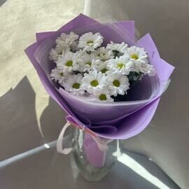 Romashki dlya nee  Belaya hrizantema romashka
