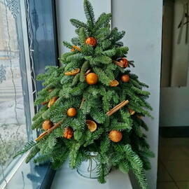 Елка из нобелисаЦветовая гамма обсуждается!Живая елка из пихты Новогодний подарок