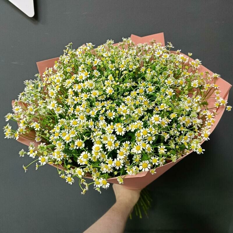 Romashki dlya neyo  Buket romashek. Romashka kustovaya, romashki dlya neyo  buket romashek. romashka kustovaya