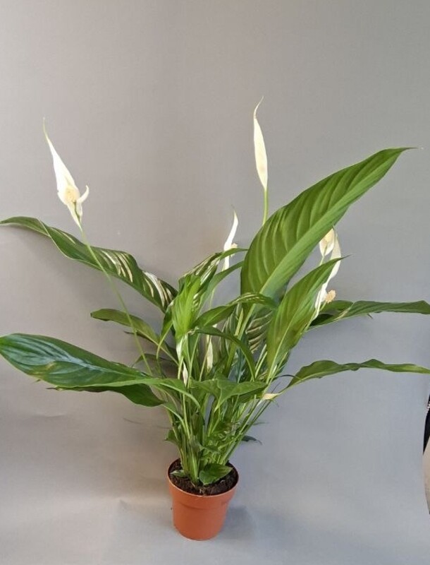 Комнатное растение Спатифиллум, стандартный