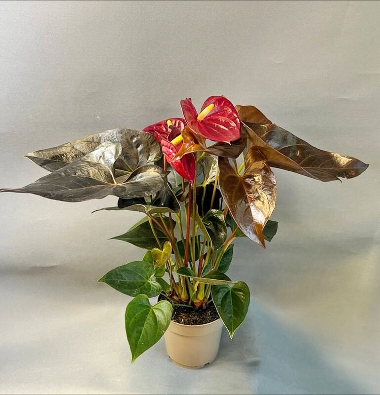 Антуриум бордовый, антуриум