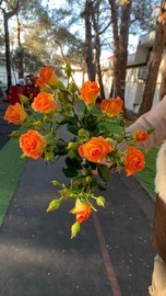 Яркость момента