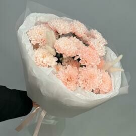 Hrizantema i lagurus