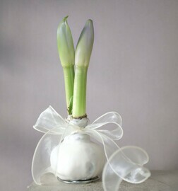 Луковица амарилиса в воске которая  не требует ухода 