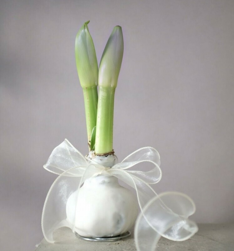 Lukovitca amarilisa v voske kotoraya ne trebuet uhoda, standart