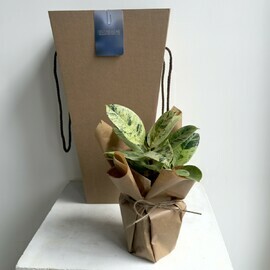 Komnatnoe rastenie Fikus Elastika