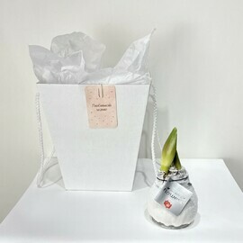 Луковица Амариллиса в воске, настоящее чудо цветения  без земли и воды 