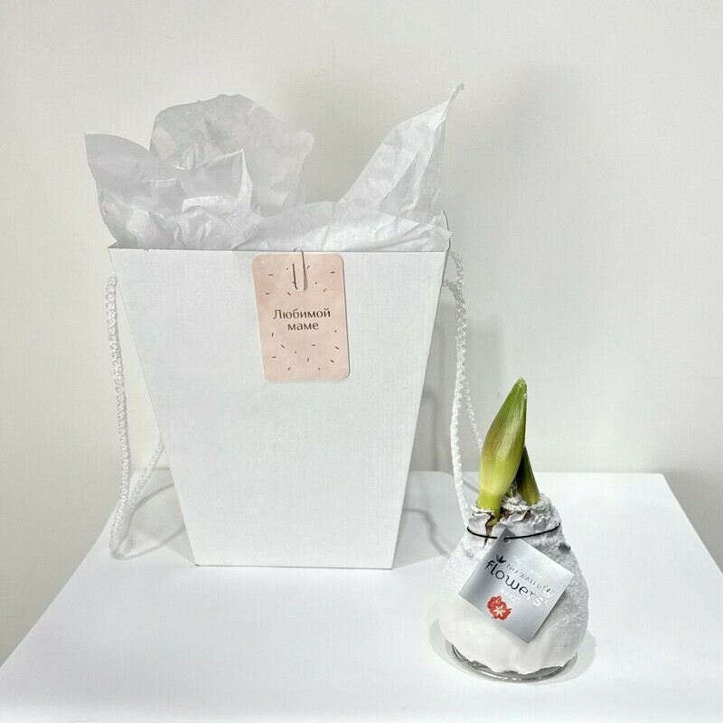 Луковица Амариллиса в воске, настоящее чудо цветения  без земли и воды , стандартный