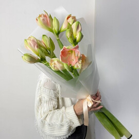 Стойкие амариллисы