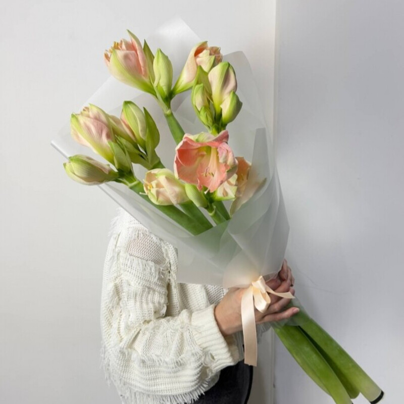 Стойкие амариллисы, 5 шт