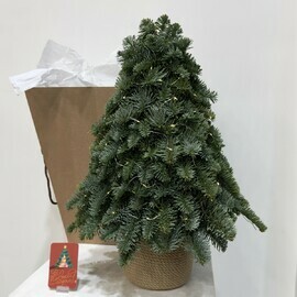 Elochka iz natural_nogo nobilisa s girlyandoj teplogo sveta v dzhutovom kashpo 40 sm