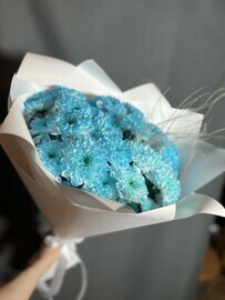 Blue chrysanthemums 