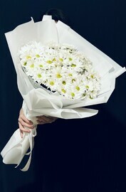 Белоснежная хризантема