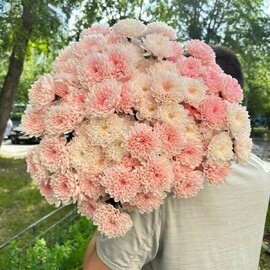 Хризантема кустовая розовая 9 шт