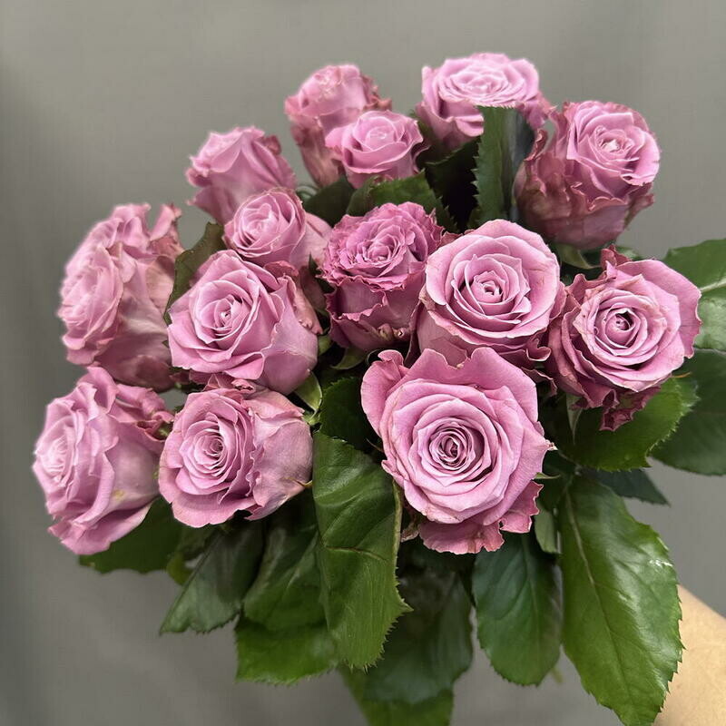 Rozi maritim 15 sht, rozi maritim 15 sht