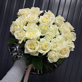 25 belih roz pod lentu