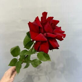 Bordovaya frantcuzskaya roza