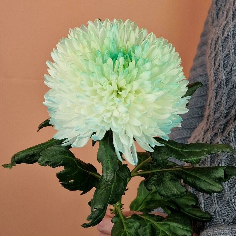 Hrizantema, standart