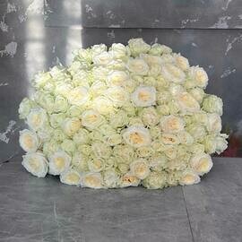 101 belaya roza miks / SHikarnij premium buket