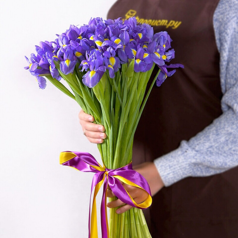 51 синий ирис, премиум