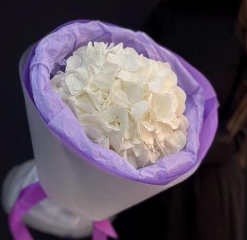 Белая гортензия, стандартный