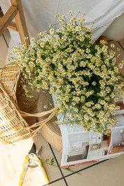 Матрикария