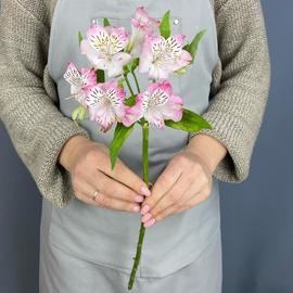 Розовая альстромерия