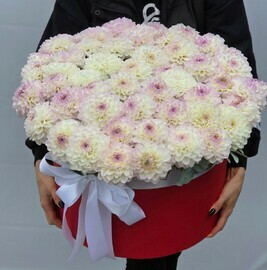 51 георгина в коробочке 